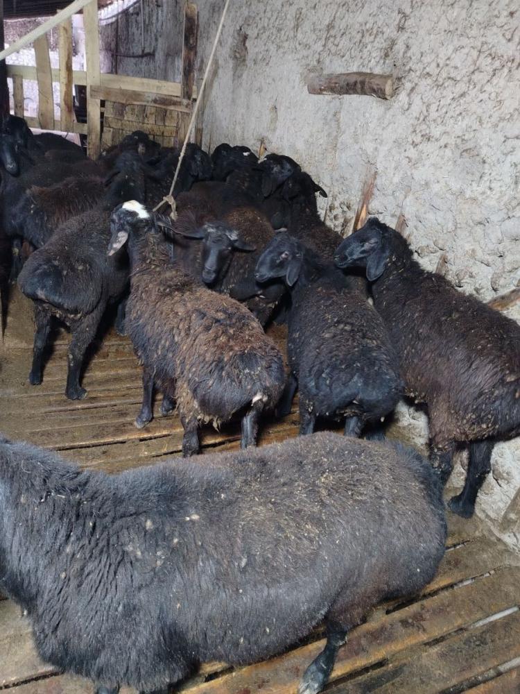 Qo'chqorlar 20 ta sotiladi