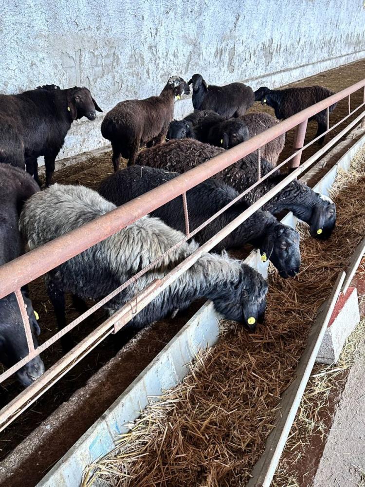 Едилбай Зотор қўйлари оптом