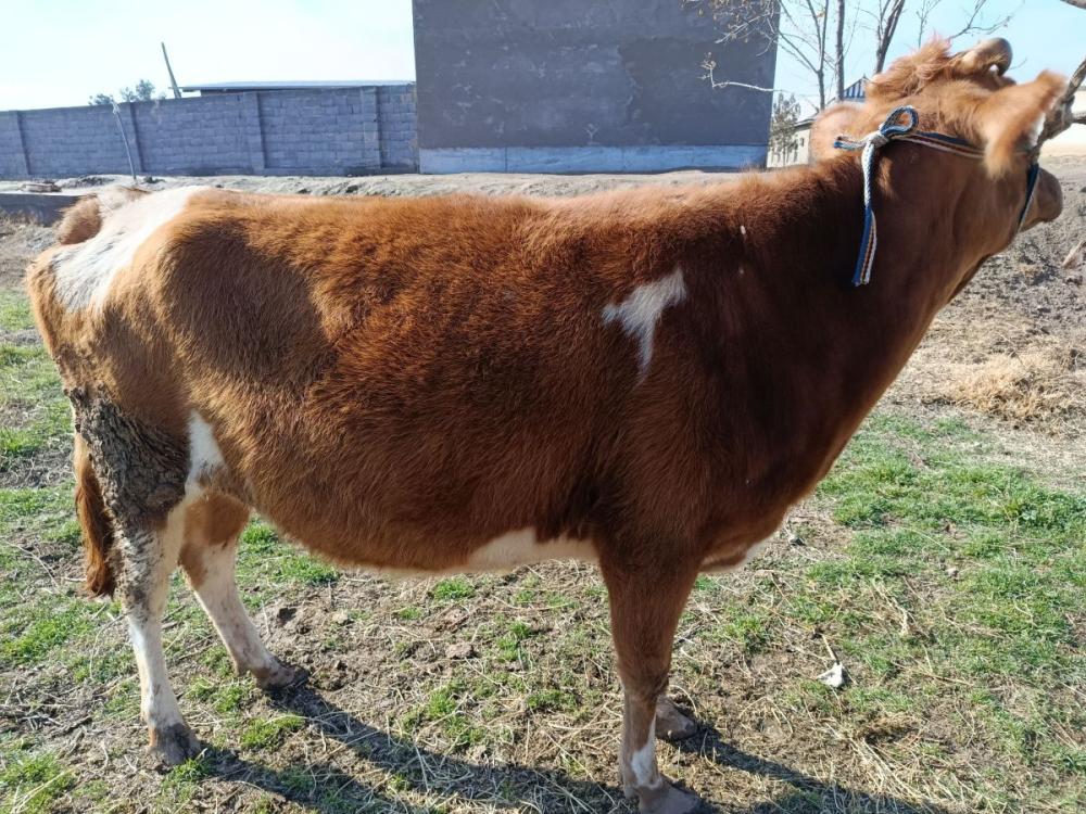 6 oylik boʻgʻoz mol sotiladi