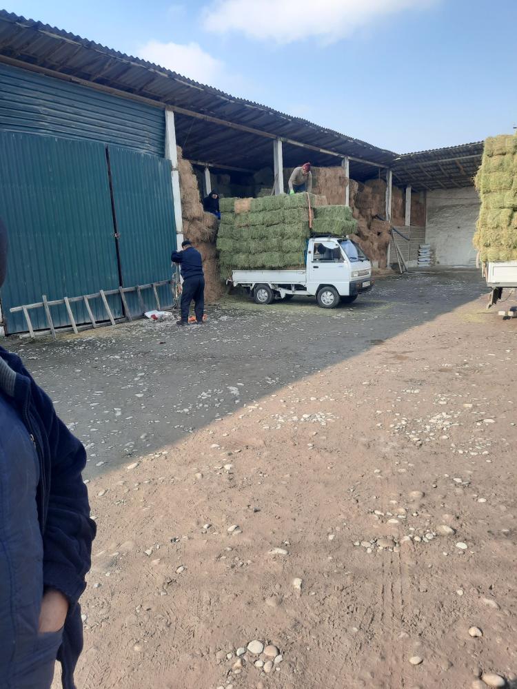 Тоза кук Беда пресс