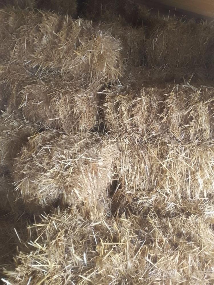 Bugʻdoy 1 m+, 1000 dona