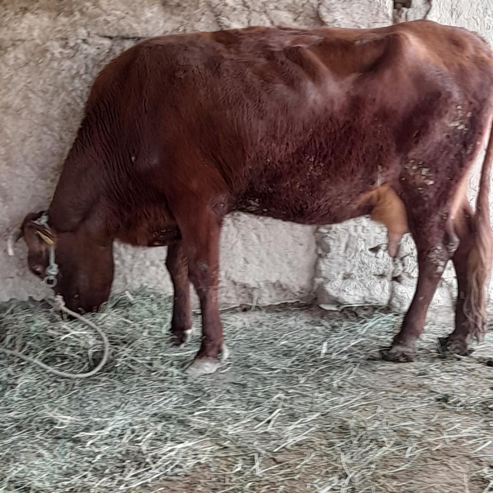 Она бола сигир сотилади