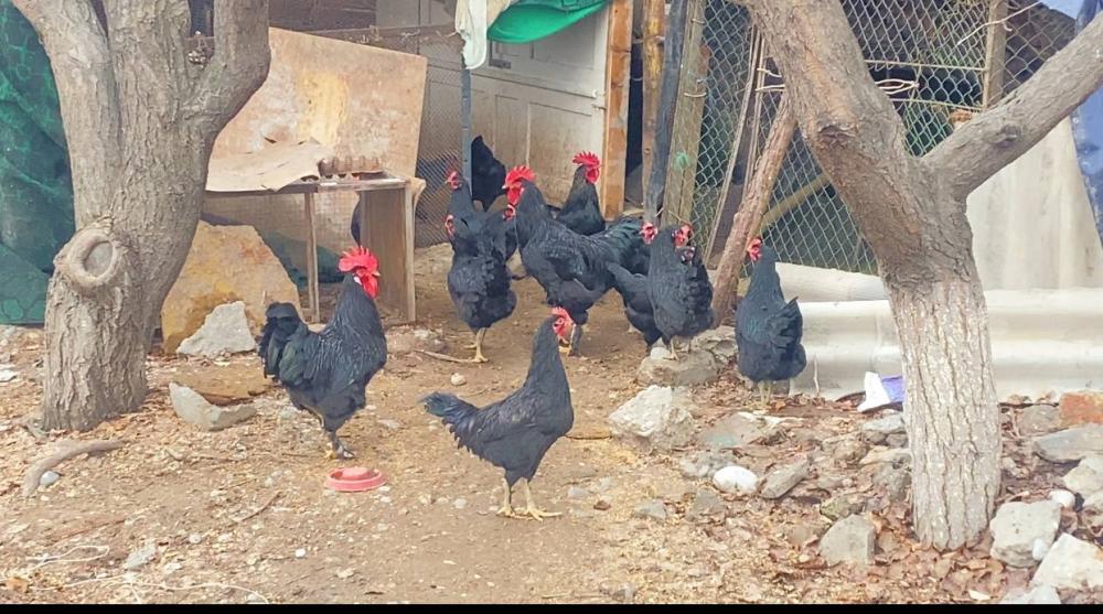 Qora tovuqlar tuxum boshlangan