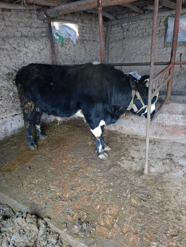 Ishonchli sogʻlom buqa sotiladi