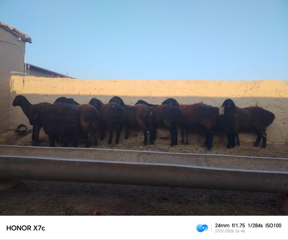 Qo'ylar — ona bola va qo'zili