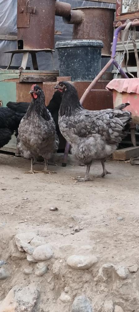 Jersi Gegant tuxumlari