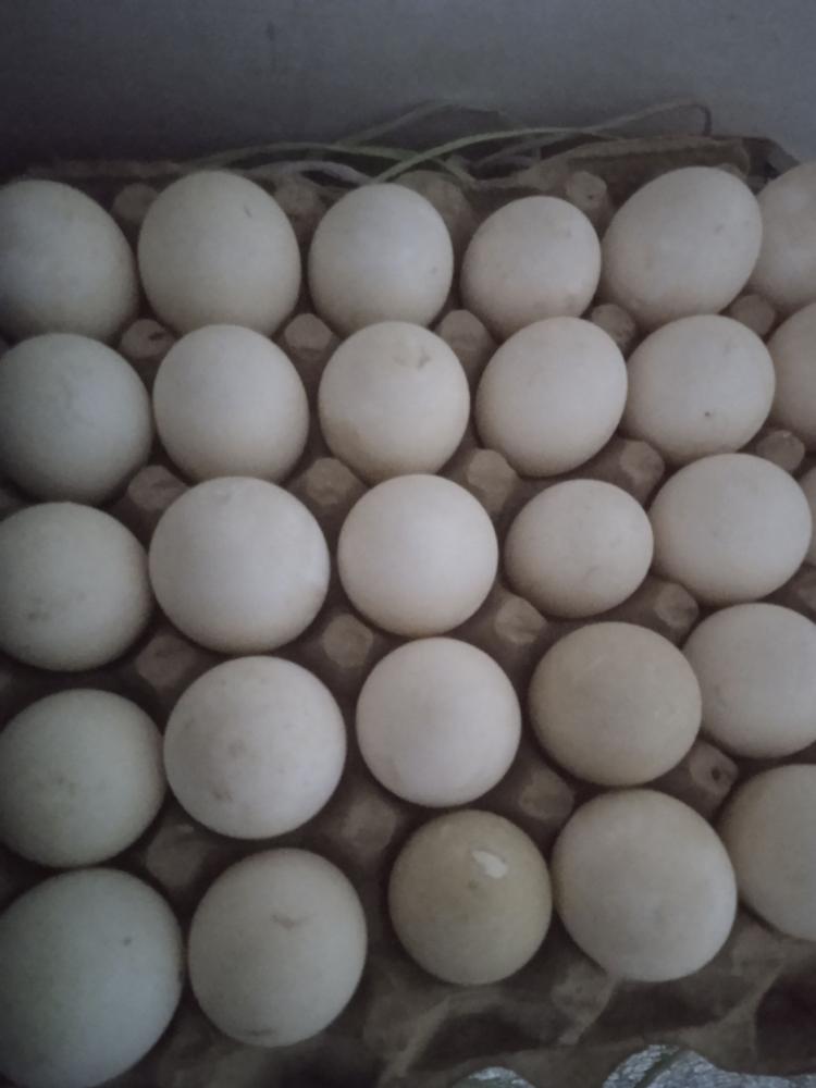 Тухум ва 30 кунлик жўжалар