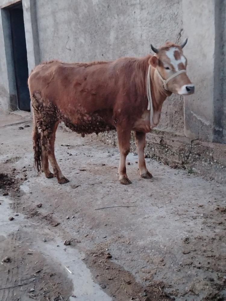 7 ойлик хуножин сотилади