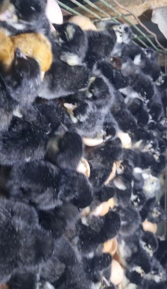 Андижон кора жужалари