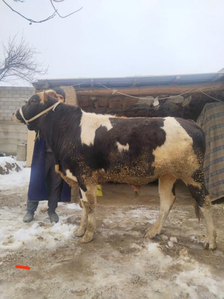 Gibrid buzoq 9 oylik