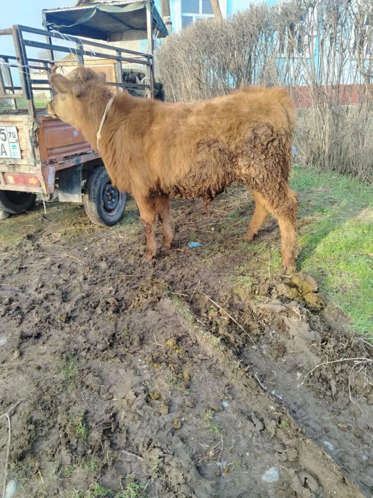 6 ойлик хукизча сотилади