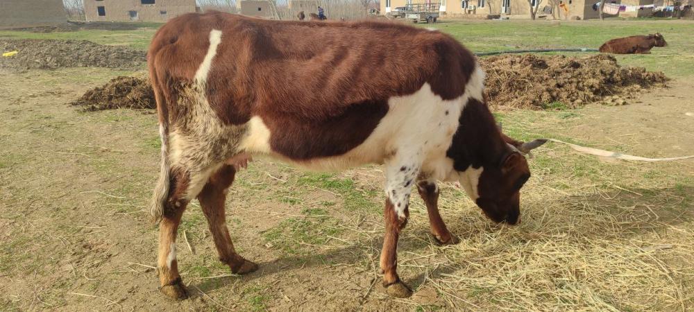 6 oylik gʻunojin sotiladi