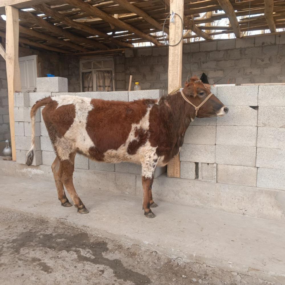 7 ойлик хуножин (богоз) сотилади