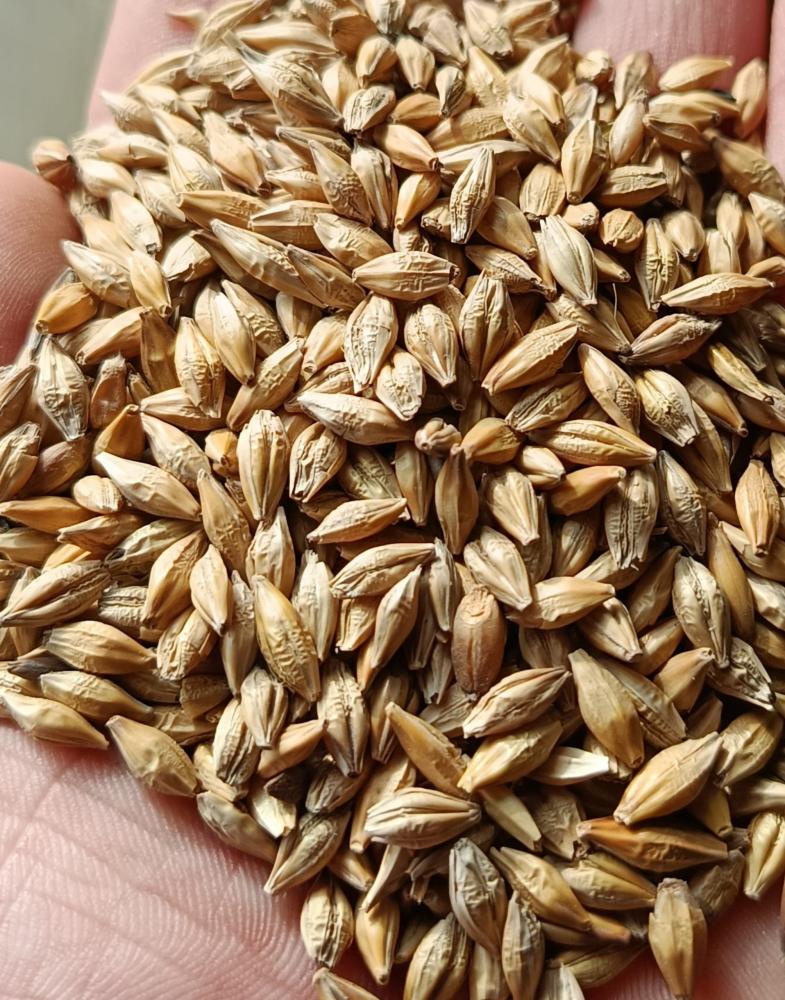 Sarq arpa quruq ideal don