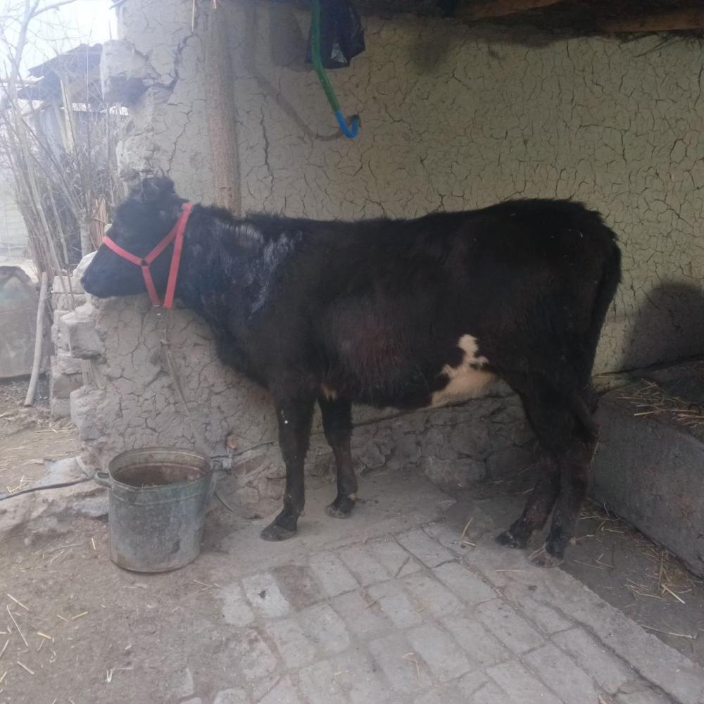 7 ойлик хуножин сотилади