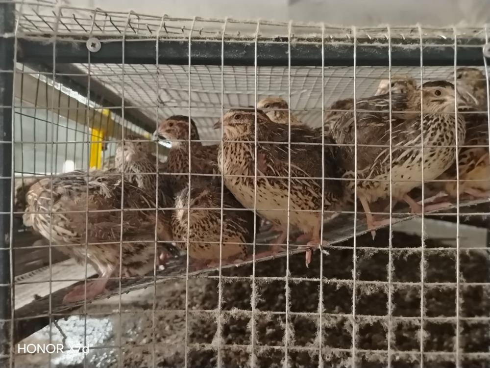 60 кунлик беданалар сотилади