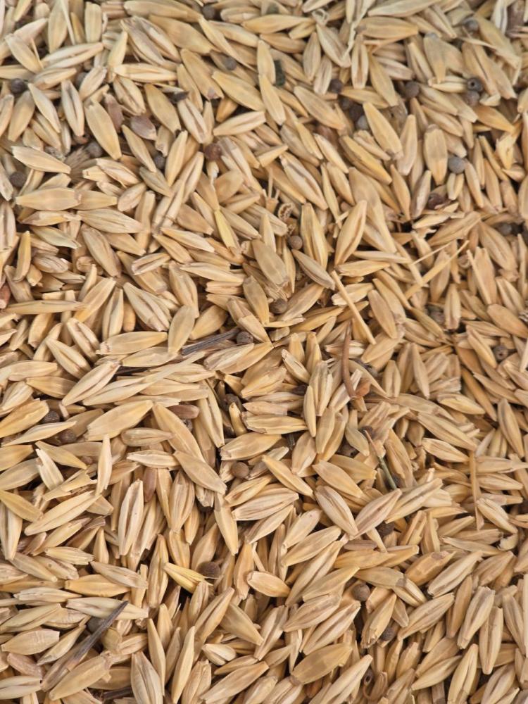 Лалми арпа уруглик сотилади