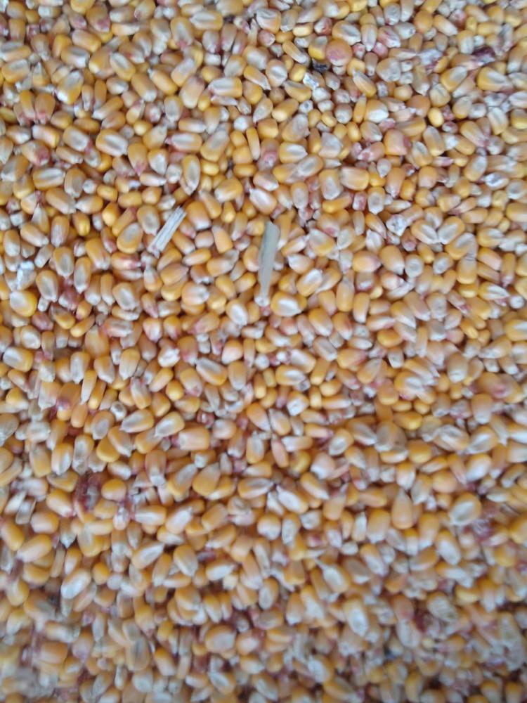 Маккажўхори 60 тонна бор