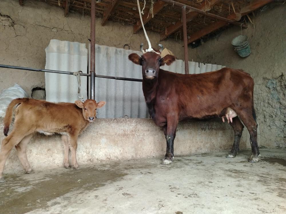 Ona bola sigir sotiladi