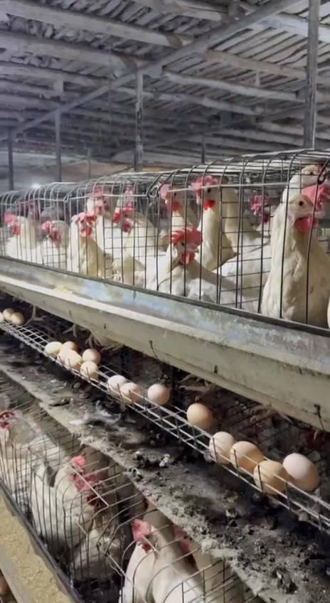 Ломан Сенди несушка товуқлари