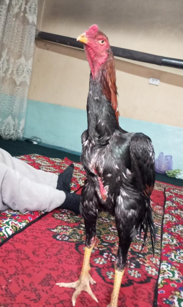 Toza Kareys ғоз, mart oyiniki