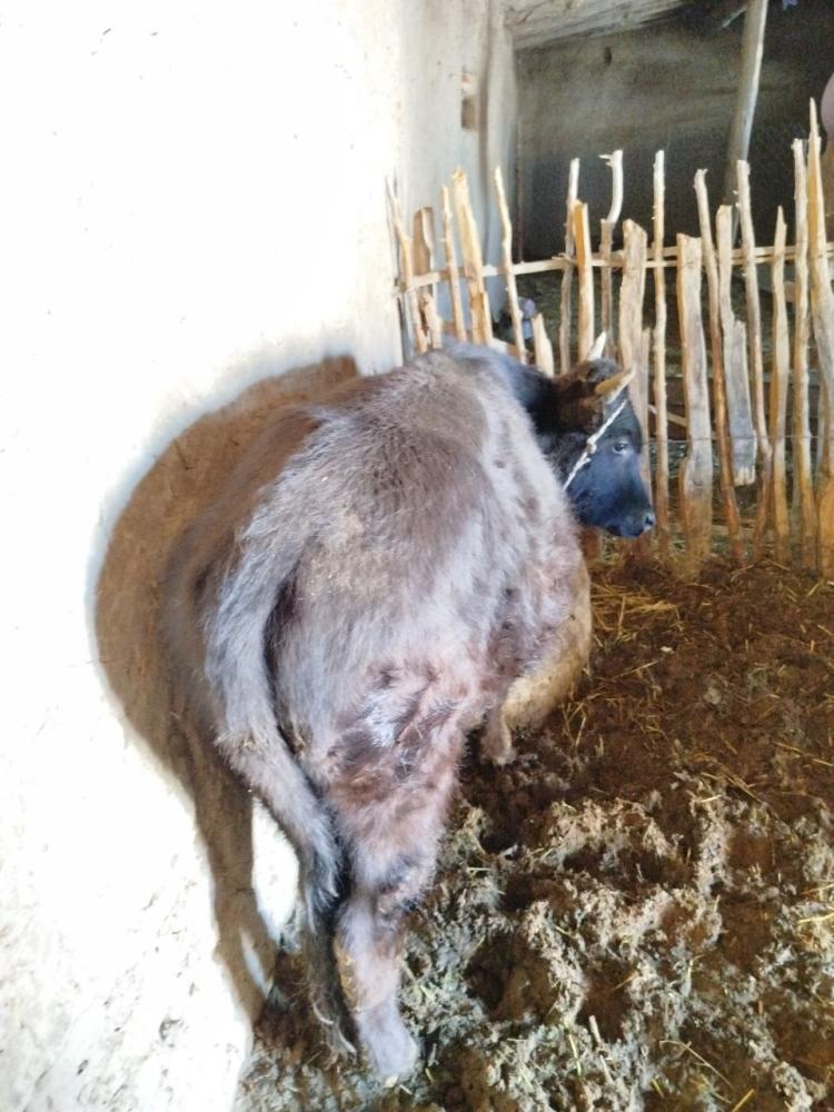 Hoʻkiz sotiladi 16 million