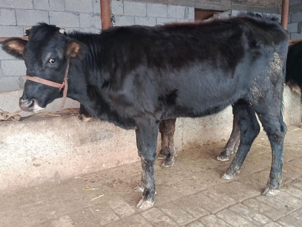 3 oylik boʻgʻoz sotiladi