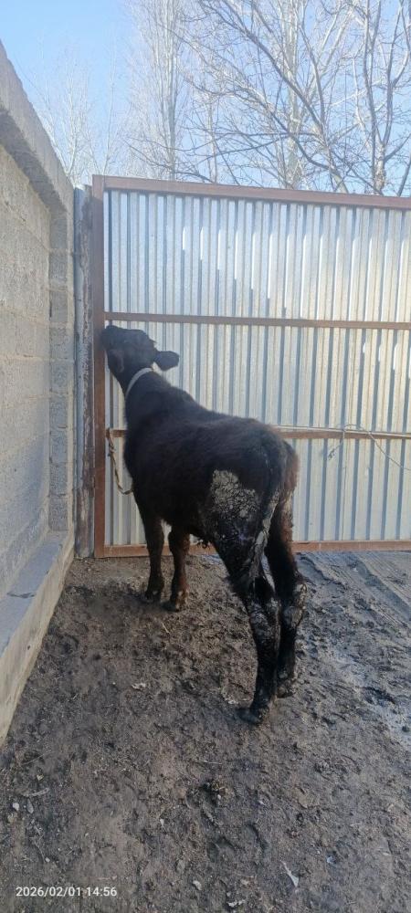 Angus gibrit novvos sotiladi