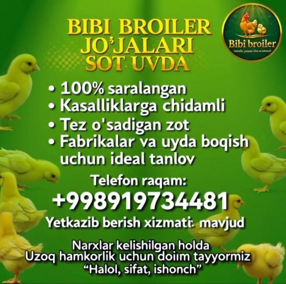 Кунлик жўжалар