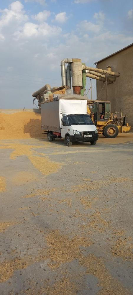 Sholi poʻchoq yetkazib beramiz