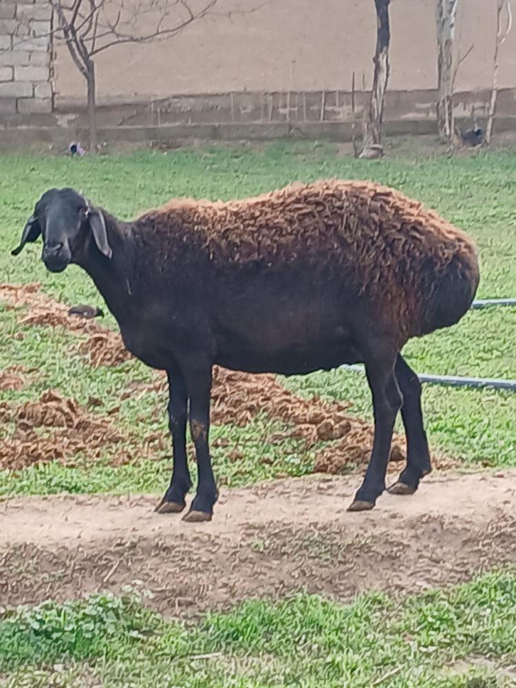 Gigant xisori ona qo'y