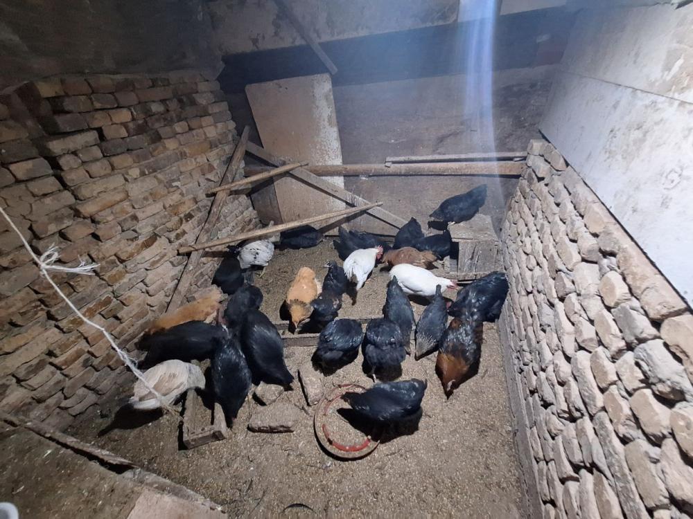 Xashaki va Jersi tovuq sotiladi