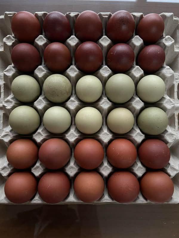 Маран тухумларига заказ