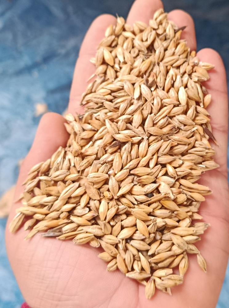 Novot arpa ideal doni