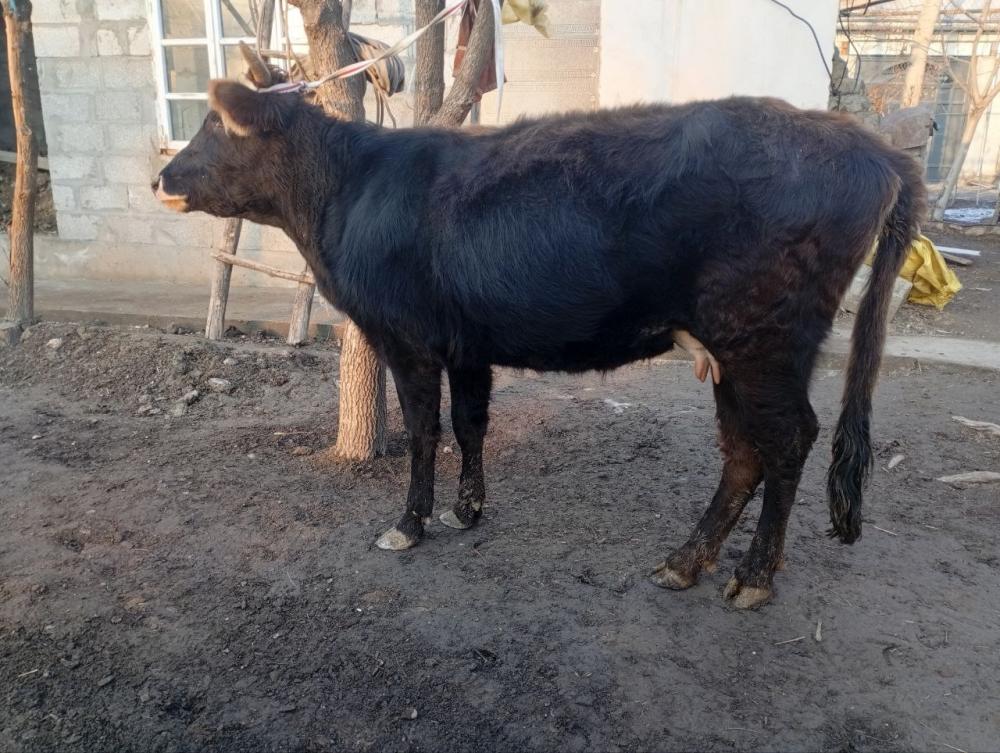 3 ярим ойлик богоз сигир