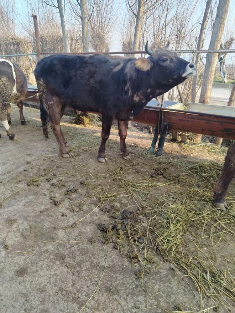 Тана сотилади хали кочмаган