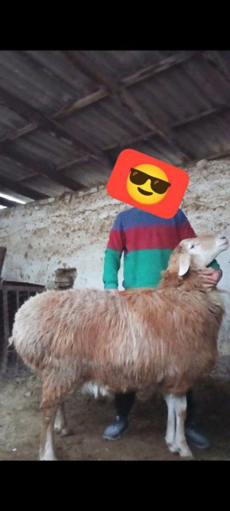 Арашан кочкор 1.5 яшар