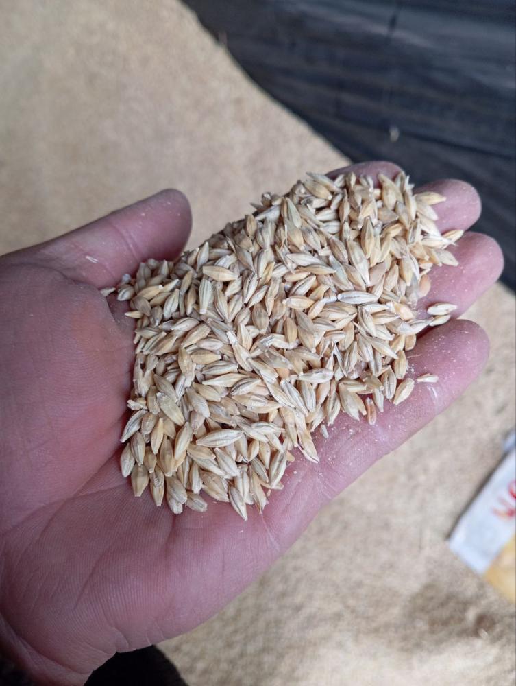 Toza urugʻlik arpa Serbiya