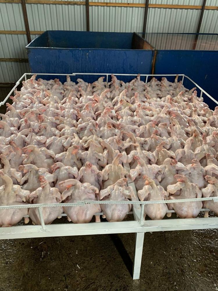 Бройлер гўшти