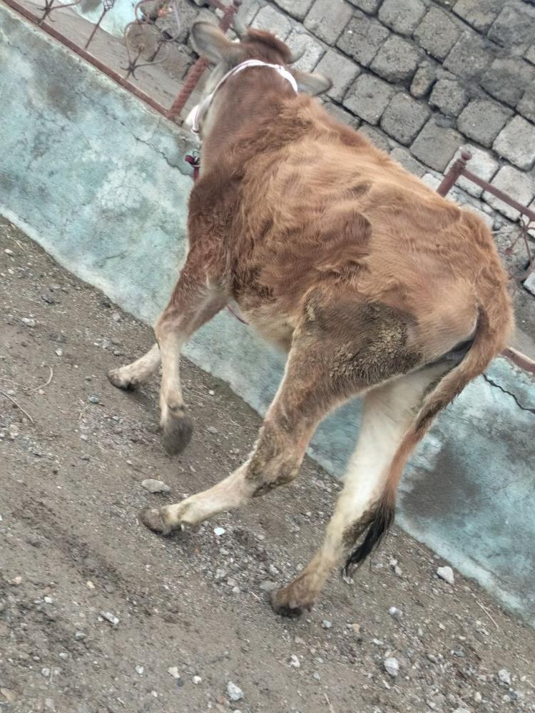 Sigir (bolasi yo'q) sotiladi