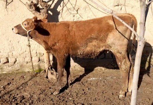 Gibrid sigir (tana) sotiladi