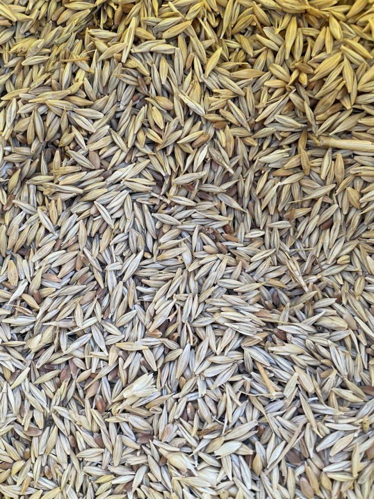 Arpa 3 tonna Jizzaxda