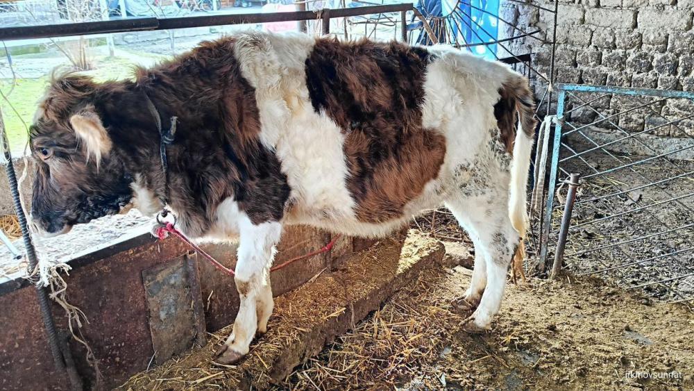 Zotli g‘unojin sotiladi