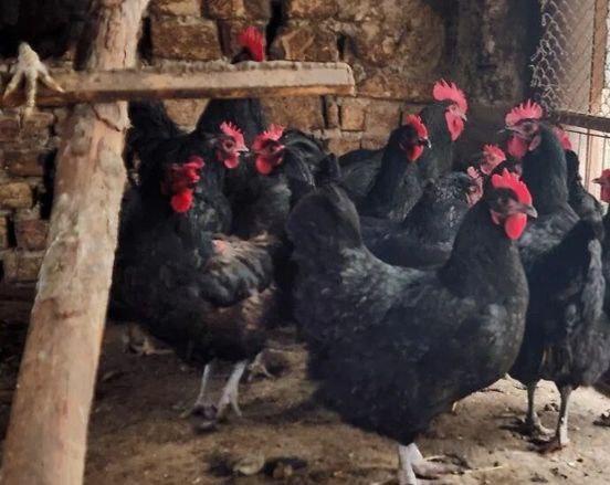 Gigant jersiy va qora tuxumlari