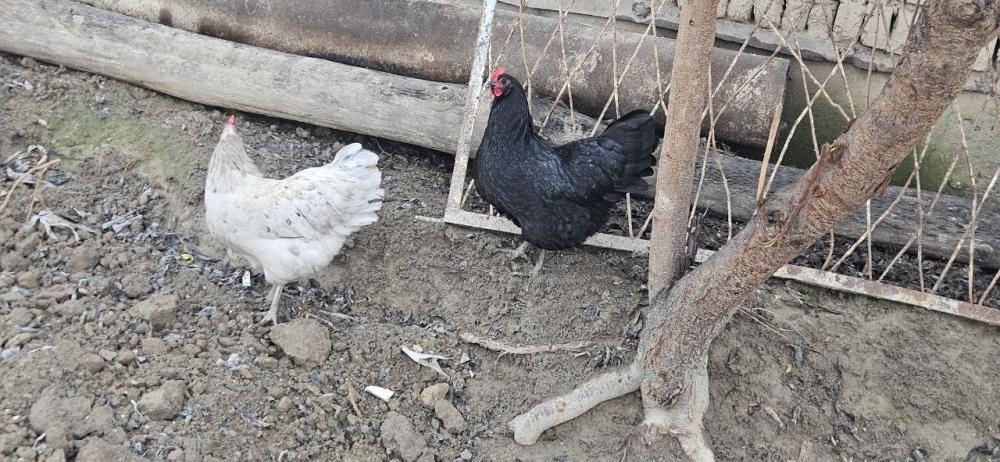 Avstrolop tuqumlariga zakaz