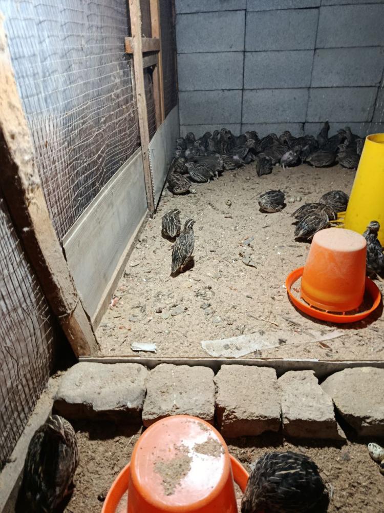 Тугяткан беданалар сотилади