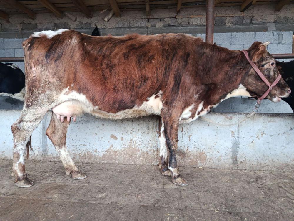 8 oydan oʻtgan sigir sotiladi