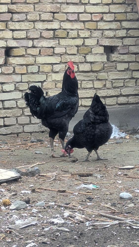 Qora shaxzoda gigant tovuq tuxumlari