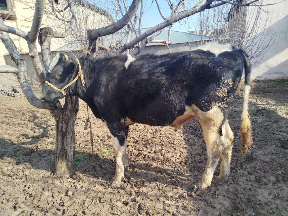 Sog‘lom kelishgan buqa Zangiota