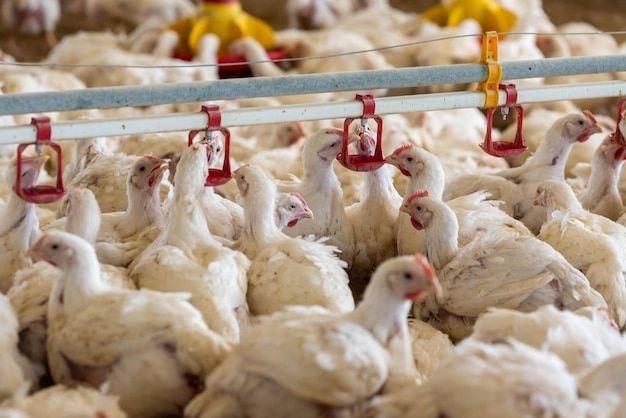 Sifatli katta broyler jonli